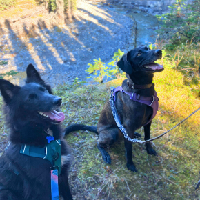 Picture for category New Puppy Owners